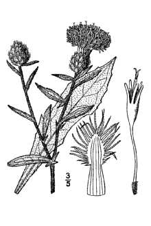 Line Drawing of Centaurea nigra L.