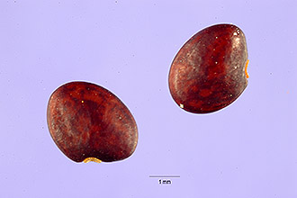 Photo of Lespedeza cyrtobotrya Miq.