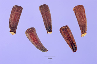 Photo of Morrenia odorata (Hook. & Arn.) Lindl.