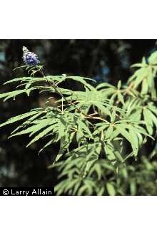 Photo of Vitex agnus-castus L.