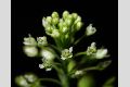 View a larger version of this image and Profile page for Lepidium virginicum L.