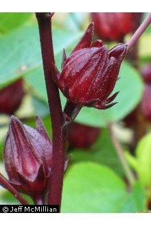 Photo of Hibiscus sabdariffa L.