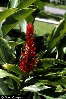 Photo of Alpinia purpurata (Vieill.) K. Schum.