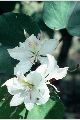 View a larger version of this image and Profile page for Bauhinia variegata L.