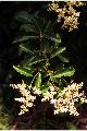View a larger version of this image and Profile page for Ligustrum lucidum W.T. Aiton