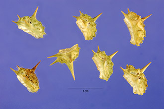 Photo of Tribulus cistoides L.