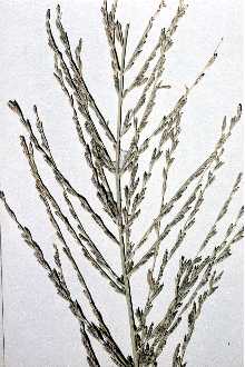 Photo of Leptochloa fusca (L.) Kunth ssp. uninervia (J. Presl) N. Snow