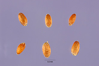 Photo of Eragrostis atrovirens (Desv.) Trin. ex Steud.