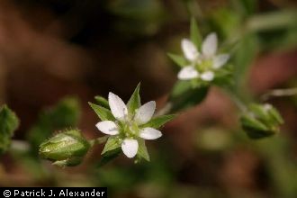 Photo of Arenaria serpyllifolia L.