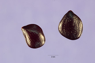 Photo of Chamaecrista absus (L.) Irwin & Barneby