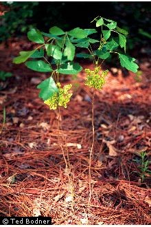 Photo of Toxicodendron pubescens Mill.