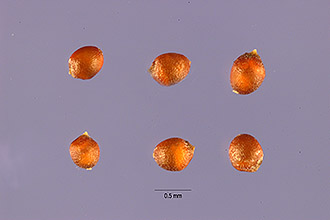 Photo of Eragrostis tenuifolia (A. Rich.) Hochst. ex Steud.