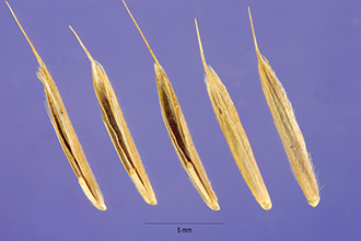 Photo of Bromus erectus Huds.