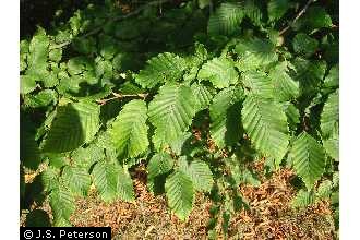 Photo of Carpinus betulus L.