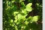 View a larger version of this image and Profile page for Carpinus betulus L.