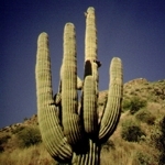 Saguaro