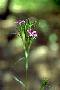 View a larger version of this image and Profile page for Dianthus armeria L.