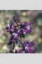 View a larger version of this image and Profile page for Delphinium nuttallianum Pritz. ex Walp.