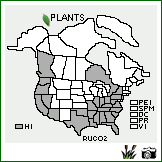Distribution of Rumex conglomeratus Murray. . Image Available. 
