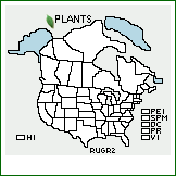 Distribution of Rumex graminifolius Georgi ex Lamb.. . 