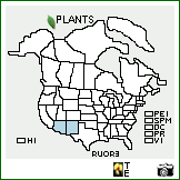 Distribution of Rumex orthoneurus Rech. f.. . Image Available. 