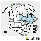 Distribution of Rumex pallidus Bigelow. . Image Available. 