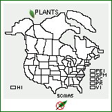 Distribution of Scolymus maculatus L.. . 