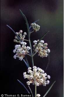 Photo of Asclepias verticillata L.