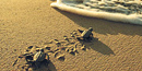 Sea turtle hatchlings making their way back to the sea