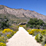 Wildflowers along the Pinery Trail