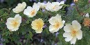 Flowers in the garden at Longfellow National Historic Site.