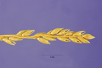 Photo of Entolasia marginata (R. Br.) Hughes