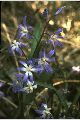 View a larger version of this image and Profile page for Chionodoxa forbesii Baker