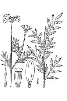 Line Drawing of Anthemis tinctoria L.