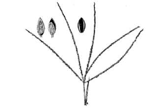 Line Drawing of Digitaria violascens Link