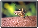 West Nile Virus video (v.2) screenshot