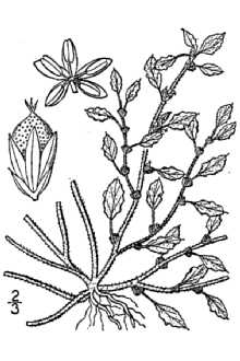 Line Drawing of Amaranthus crispus (Lesp. & Thev.) N. Terracc.