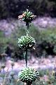 View a larger version of this image and Profile page for Leonotis nepetifolia (L.) R. Br.