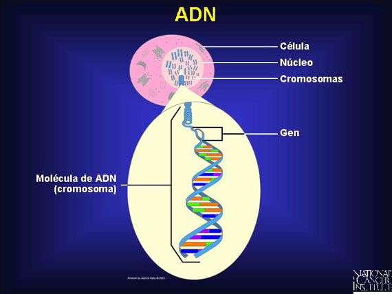 ADN