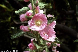 Photo of Alcea rosea L.