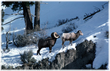 Two Bighorn Sheep perch precariously on a cliff