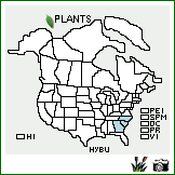 Distribution of Hypericum buckleii M.A. Curtis. . Image Available. 
