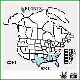 Distribution of Hypericum cistifolium Lam.. . Image Available. 