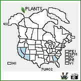 Distribution of Juncus acutus L.. . Image Available. 