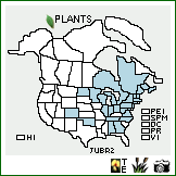 Distribution of Juncus brachycephalus (Engelm.) Buchenau. . Image Available. 