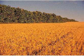 Photo of Fraxinus pennsylvanica Marsh.