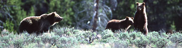 A Grizzly Bear sow keeps careful watch over her two cubs.