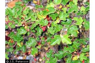 Photo of Fremontodendron decumbens R. Lloyd