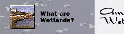 What are Wetlands?