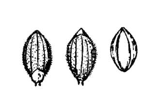 Line Drawing of Dichanthelium wrightianum (Scribn.) Freckmann